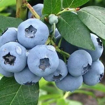 Голубика БЛЮЭТТА в Владимире