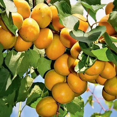 Абрикос БРЯНСКИЙ РАННИЙ  Абрикос БРЯНСКИЙ РАННИЙ в Владимире