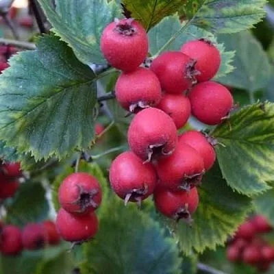 Боярышник АРНОЛЬДА  Боярышник АРНОЛЬДА в Владимире