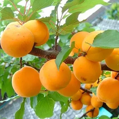 Абрикос ОРИГИНАЛ  Абрикос ОРИГИНАЛ в Владимире