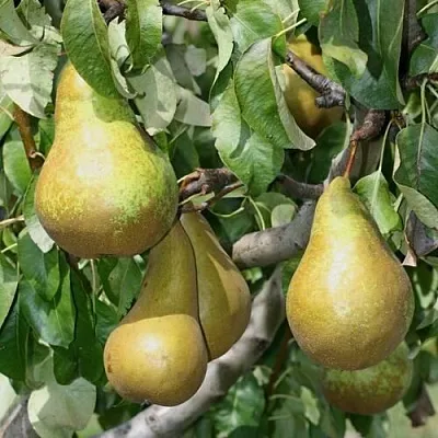 Груша САПФИРА колонновидная  Груша САПФИРА колонновидная в Владимире