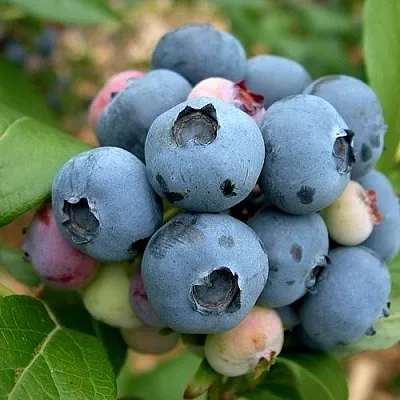 Голубика КОЛЛИНЗ в Владимире