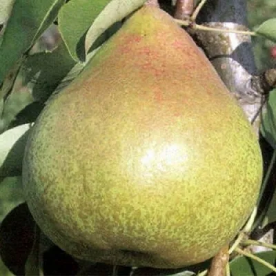 Груша КОРОЛЛА  Груша КОРОЛЛА в Владимире