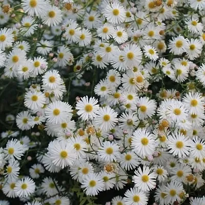 Болтония СНОУБЭНК  Болтония СНОУБЭНК в Владимире