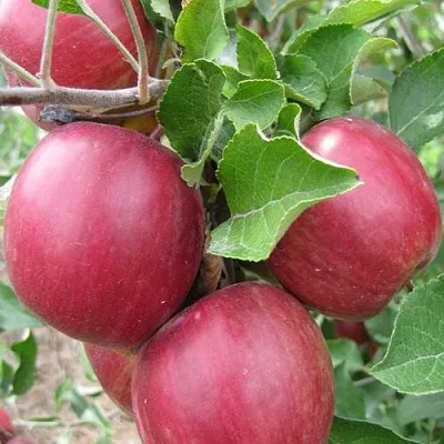 Яблоня МОСКОВСКОЕ ОЖЕРЕЛЬЕ колонновидная  Яблони Московское Ожерелье колонновидная в Владимире