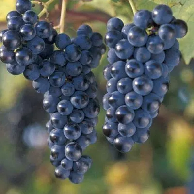 Виноград МАРКЕТТ  Виноград МАРКЕТТ в Владимире