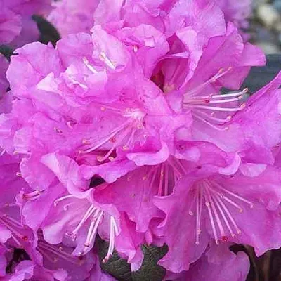 Рододендрон П.Ж.М. ЭЛИТ  Рододендрон П.Ж.М. ЭЛИТ в Владимире