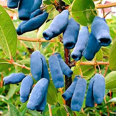 Жимолость съедобная НИМФА (ГАММА)  Жимолость съедобная НИМФА (ГАММА) в Владимире