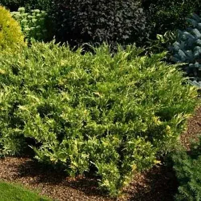 Можжевельник ВАРИЕГАТА казацкий  Можжевельник ВАРИЕГАТА казацкий в Владимире