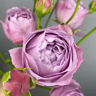 Саженцы роз ЛАВЕНДЕР БАБЛС спрей  Саженцы роз ЛАВЕНДЕР БАБЛС спрей в Владимире