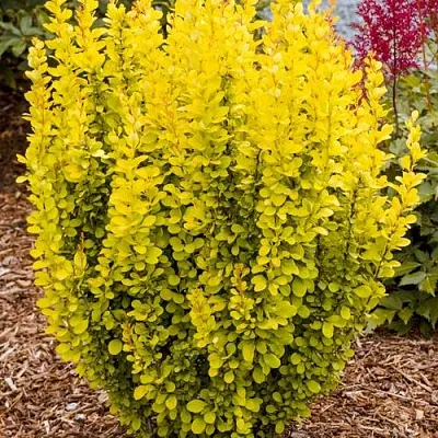 Барбарис ГОЛДЕН ТОРЧ тунберга  Барбарис ГОЛДЕН ТОРЧ тунберга в Владимире