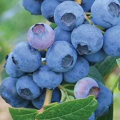 Голубика ЭРЛИБЛЮ в Владимире