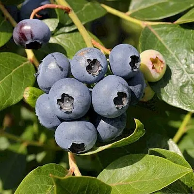 Голубика ШАНТЕКЛЕР в Владимире