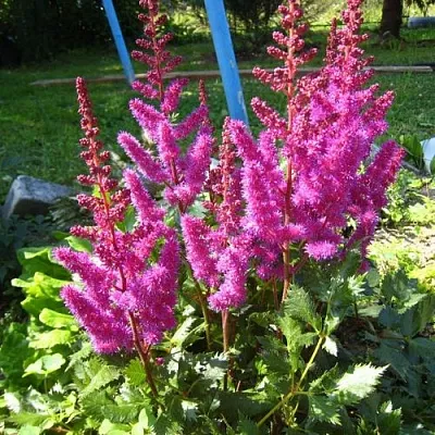 Астильба ЭЛИЗАБЕТ ВАН ВИН японская  Астильба ЭЛИЗАБЕТ ВАН ВИН японская в Владимире