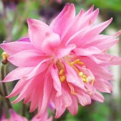 Аквилегия БАРЛОУ ПИНК гибрид МакКаны — описание сорта Аквилегия БАРЛОУ ПИНК гибрид МакКаны в Владимире