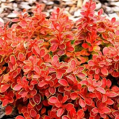 Барбарис КОРАЛ тунберга  Барбарис КОРАЛ тунберга в Владимире