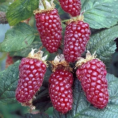 Ежемалина ТАЙБЕРРИ  Ежемалина ТАЙБЕРРИ в Владимире