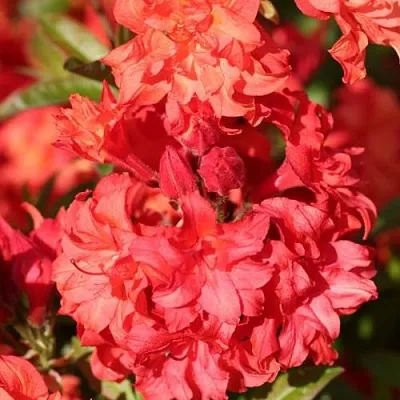 Азалия ФОЙЕРКОПФЕН крупноцветковая  Азалия ФОЙЕРКОПФЕН крупноцветковая в Владимире