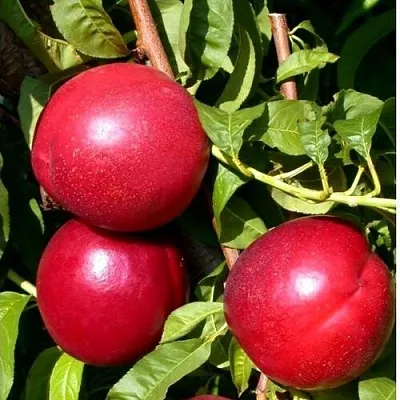 Нектарин ХАРКО  Нектарин ХАРКО в Владимире