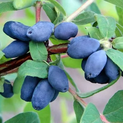 Жимолость съедобная ХОНЕЙ БИ  Жимолость съедобная ХОНЕЙ БИ в Владимире