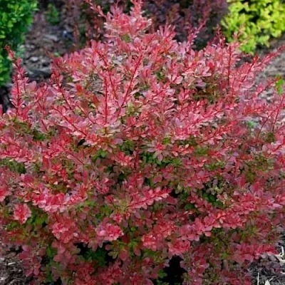 Барбарис ГОЛДЕН РИНГ тунберга  Барбарис ГОЛДЕН РИНГ тунберга в Владимире