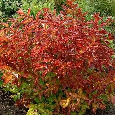 Вейгела ОГНЕННЫЕ КРЫЛЬЯ  Вейгела ОГНЕННЫЕ КРЫЛЬЯ в Владимире