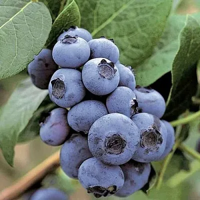 Голубика ПАТРИОТ в Владимире