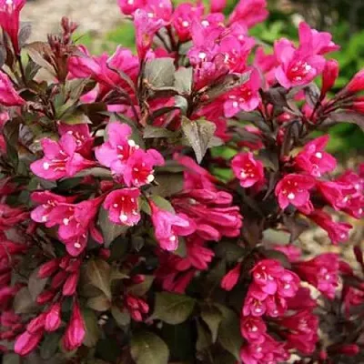 Вейгела БЛЭК РУБИ  Вейгела БЛЭК РУБИ в Владимире