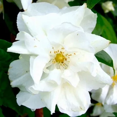 Жасмин РОЗАЦЕ  Жасмин РОЗАЦЕ в Владимире