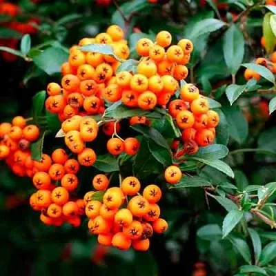 Пираканта ОРАНЖ ГЛОУ  Пираканта ОРАНЖ ГЛОУ в Владимире