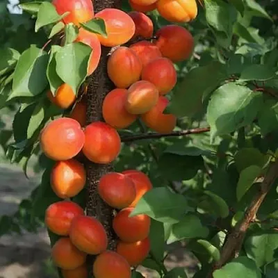 Абрикос ЗВЕЗДНЫЙ колонновидный  Абрикос ЗВЕЗДНЫЙ колонновидный в Владимире