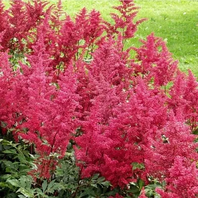 Астильба СКАЙСКРЕЙПЕР китайская  Астильба СКАЙСКРЕЙПЕР китайская в Владимире