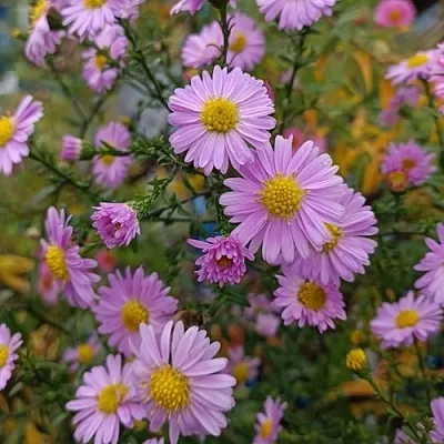 Астра СТРОУБЕРРИ ЭНД КРИМ новобельгийская  Астра СТРОУБЕРРИ ЭНД КРИМ новобельгийская в Владимире