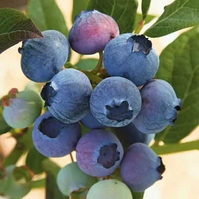 Голубика ОСОРНО в Владимире