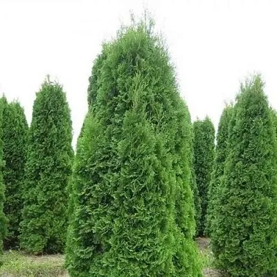 Туя КОЛУМНА западная  Туя КОЛУМНА западная в Владимире