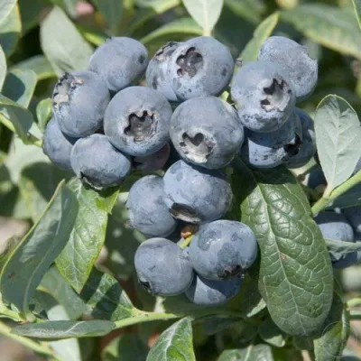 Голубика БРИГИТТА — описание сорта Голубика БРИГИТТА в Владимире