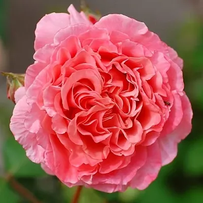 Саженцы роз ЛОРАН КАБРОЛЬ шраб  Саженцы роз ЛОРАН КАБРОЛЬ шраб в Владимире