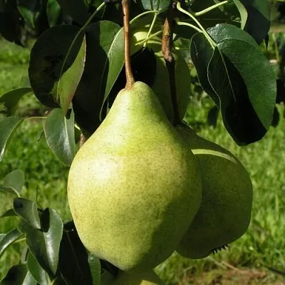 Груша МИНСКАЯ колонновидная  Груша МИНСКАЯ колонновидная в Владимире