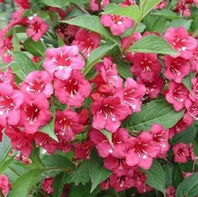 Вейгела БРИСТОЛЬ РУБИ  Вейгела БРИСТОЛЬ РУБИ в Владимире