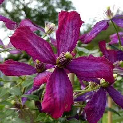 Клематис СВИТ САММЕР ЛАВ в Владимире