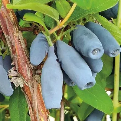 Жимолость съедобная ВОСТОРГ  Жимолость съедобная ВОСТОРГ в Владимире