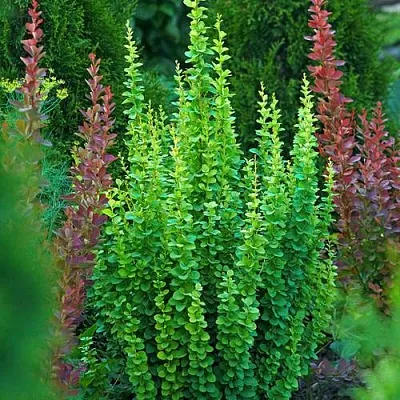 Барбарис ЭРЕКТА тунберга  Барбарис ЭРЕКТА тунберга в Владимире