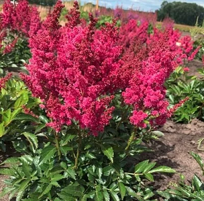 Астильба ЛАКИ ДЕЙ Арендса  Астильба ЛАКИ ДЕЙ Арендса в Владимире