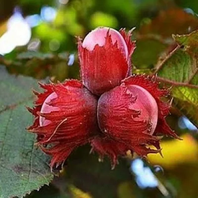 Фундук КРАСНЫЙ ЯНТАРЬ  Фундук КРАСНЫЙ ЯНТАРЬ в Владимире