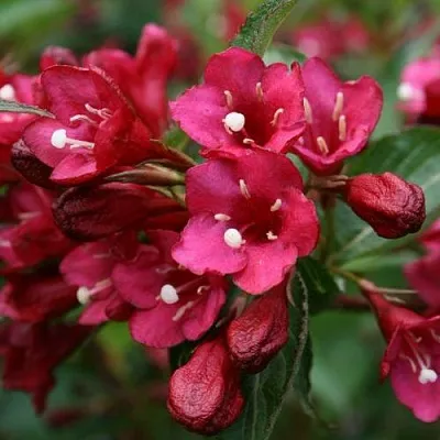 Вейгела ЕВА РАТКЕ в Владимире