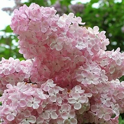 Сирень ВЕЧЕРНИЙ ЗВОН  Сирень ВЕЧЕРНИЙ ЗВОН в Владимире