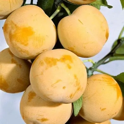 Слива РЕНКЛОД ранний в Владимире