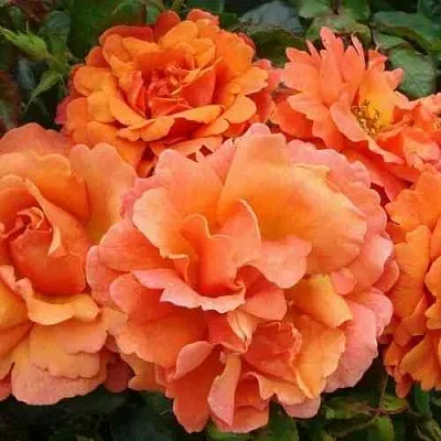 Саженцы роз БРИДЖ ОФ САЙЗ плетистая  Саженцы роз БРИДЖ ОФ САЙЗ плетистая в Владимире