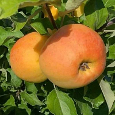 Яблоня АНТОНОВКА ЗОЛОТАЯ в Владимире