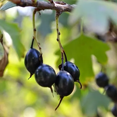 Смородина золотистая ДУСТЛИК  Смородина золотистая ДУСТЛИК в Владимире